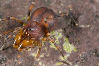 Media type: image; Invertebrate Zoology 133374